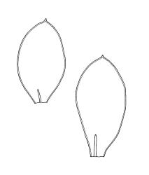 Calyptrochaeta brownii, dorsal leaves. Drawn from L.B. Moore 646, CHR 465864, B.H. Macmillan 87/128, CHR 414499, and B.H. Macmillan 74/128, CHR 241680.
 Image: R.C. Wagstaff © Landcare Research 2017 